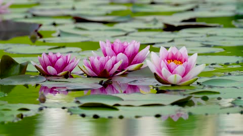 Top 10 things in world