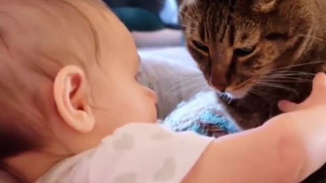 The cat wants to kiss the baby’s