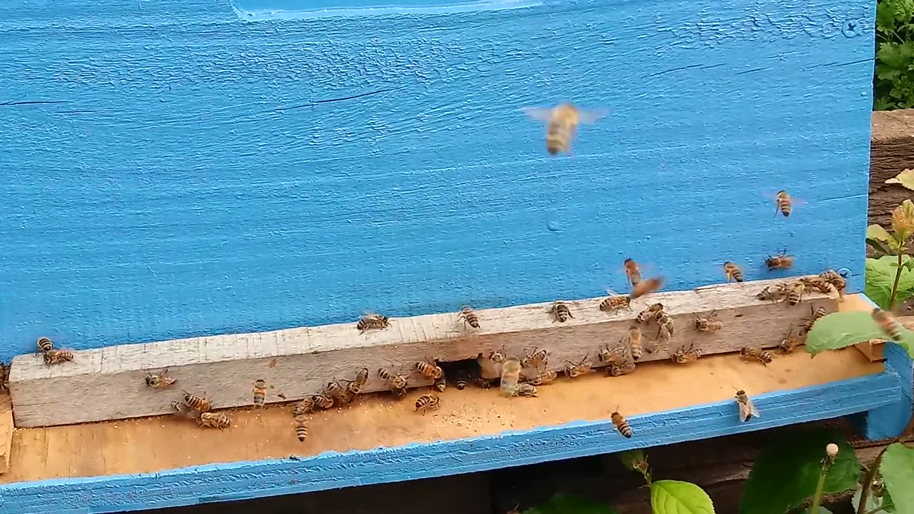 Busy Bees returning home