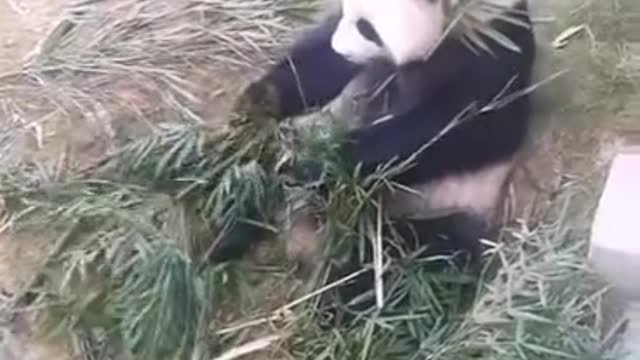 giant pandas