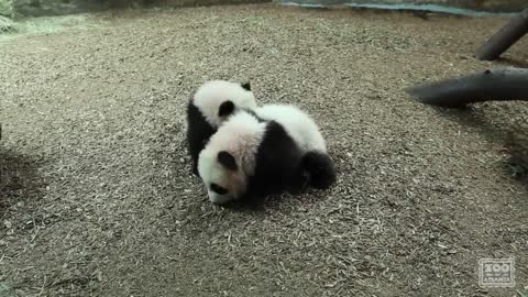 Panda Cubs First Day on Exhibit at Zoo Atlanta