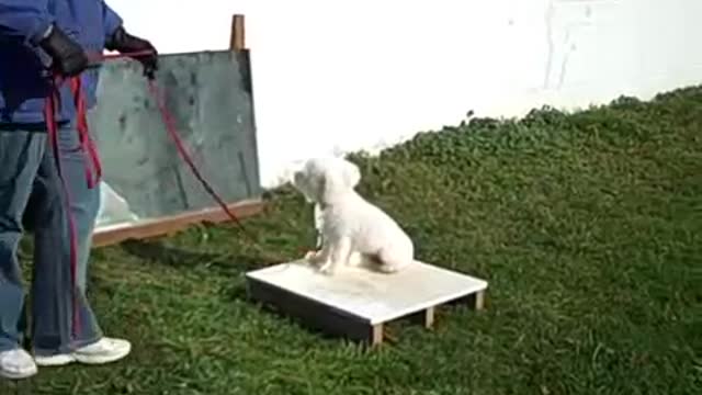 Basic dog training