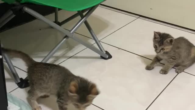 cute cats they are having fun