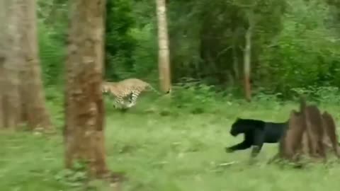Wildlife in closer view with a natural perspective.