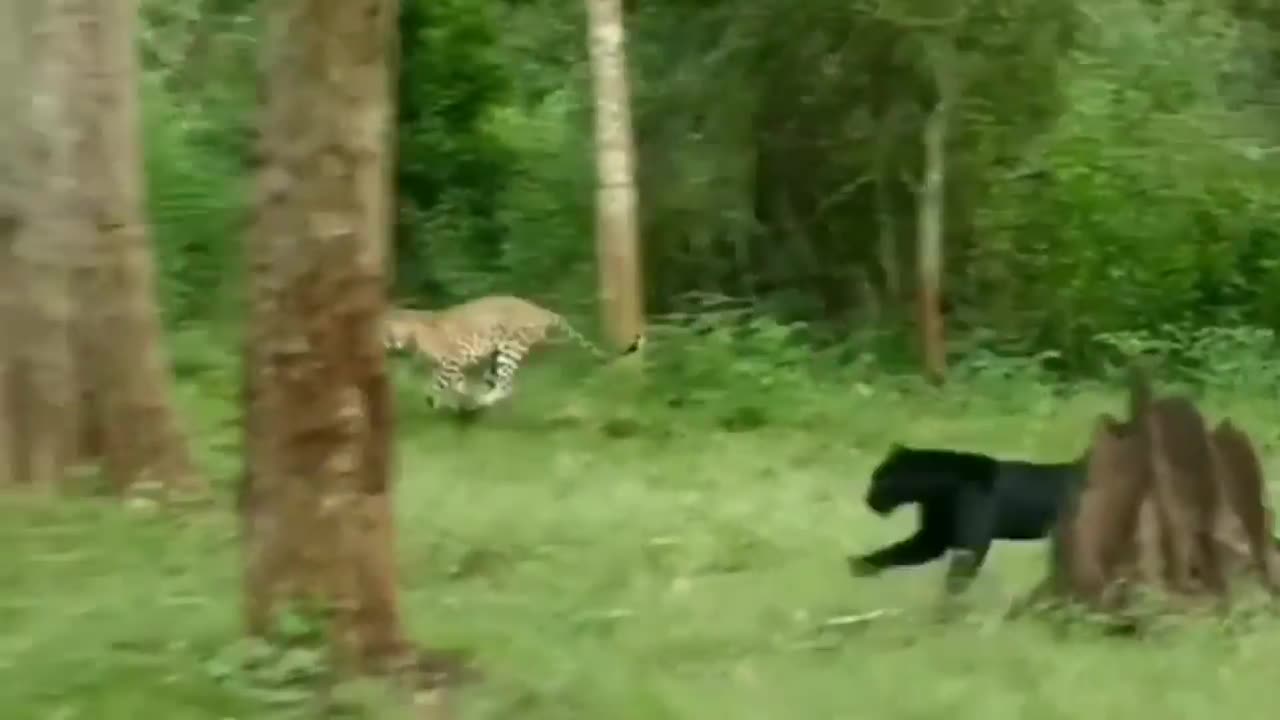 Wildlife in closer view with a natural perspective.
