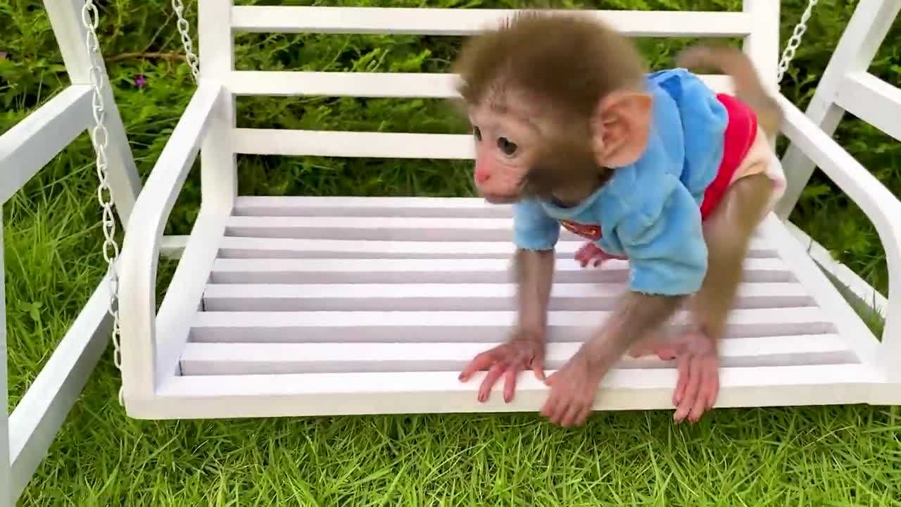 Animals Baby monkey eats mini bananas in the dining room and plays with kitty in the garden