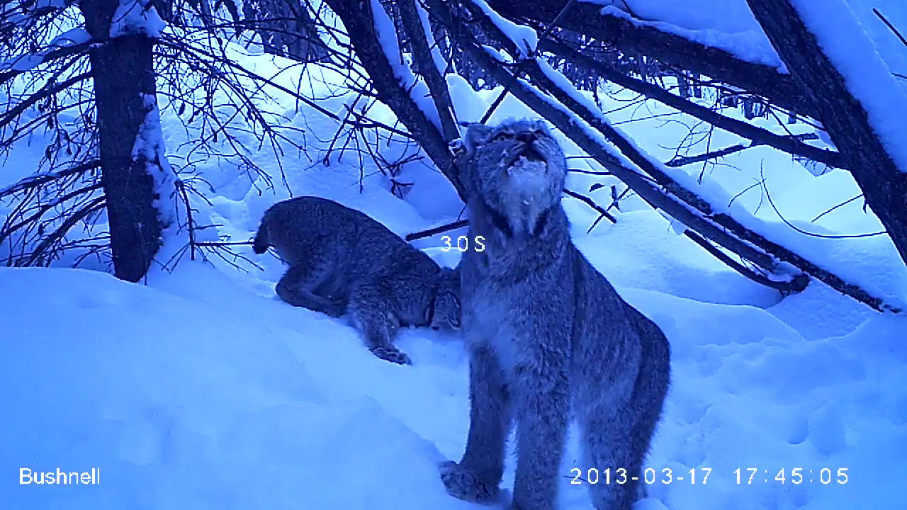 Group of Canada Lynx - British Columbia (video file for wildlife research paper)