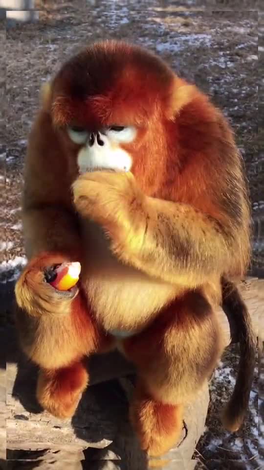 A snub nose at breakfast