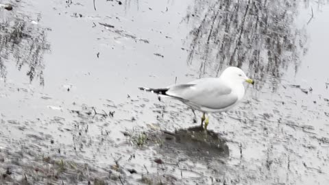 A seagull vs a goose