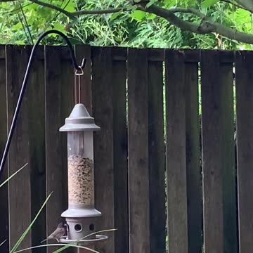 At the seed feeder, birds eat their fill