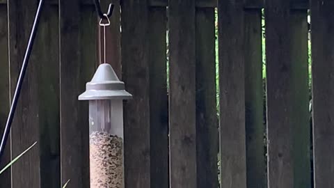 At the seed feeder, birds eat their fill