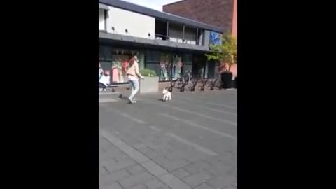 year-old deaf dog rocks out at concert