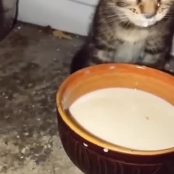 funny animal please follow me