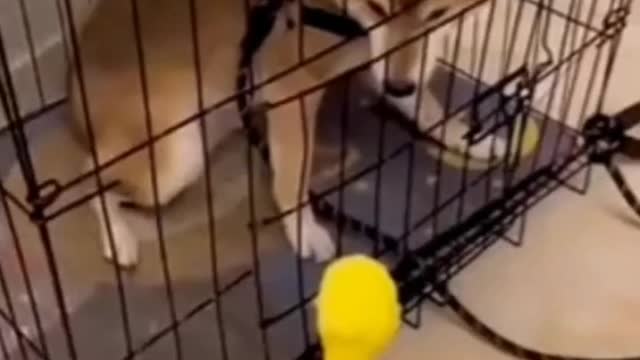 Oh, my God, that hamster is so fast