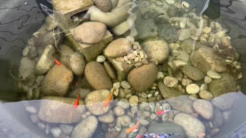 300 Gallon Backyard Patio Pond – Koi/goldfish Year 1