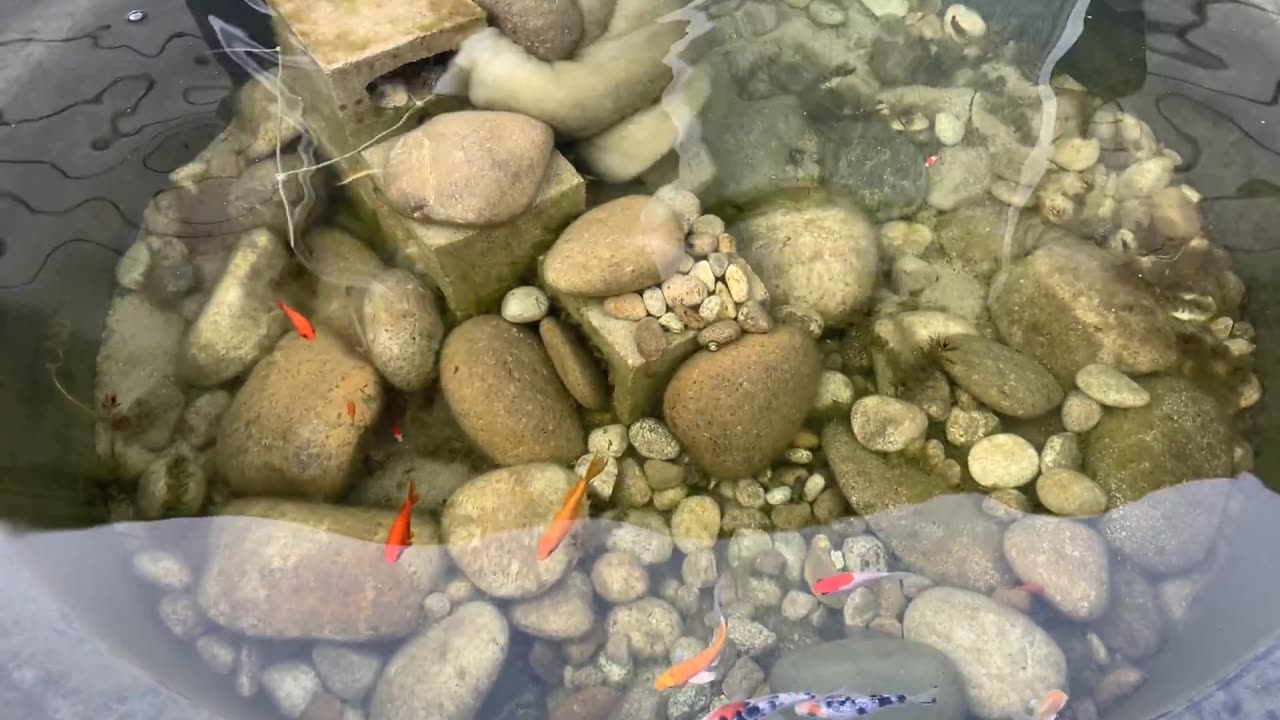 300 Gallon Backyard Patio Pond – Koi/goldfish Year 1