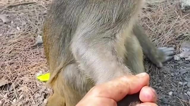 Cute little monkey, I just want to shake hands with you and make friends, haha