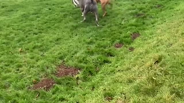 American bully XL fighting