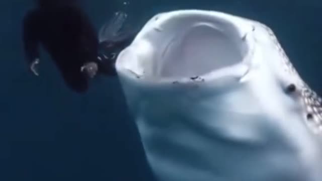 It looks like it’s going to swallow the diver😱