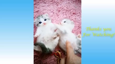 cute little kittens