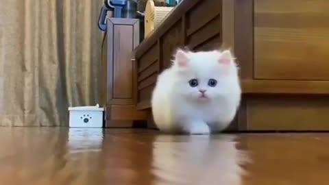 Cute Baby Cat