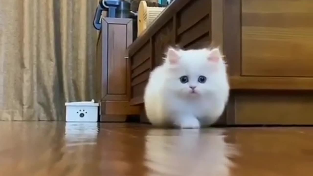 Cute Baby Cat