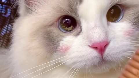 Aww Cute Cats Videos 😍