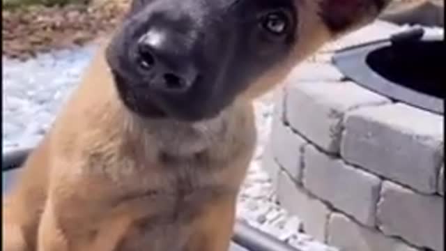 breed dogs videos