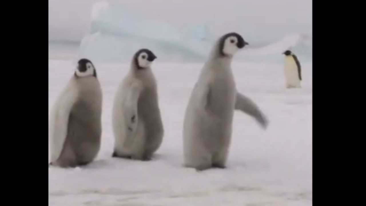 Cute penguins 🐧