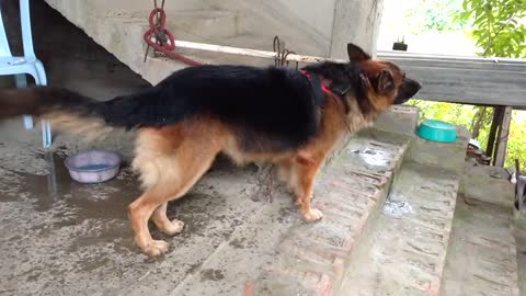 German Shepherd barking