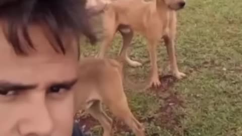 Funny cat 🐱🐱 & Dog video 😋😆😋😆😋