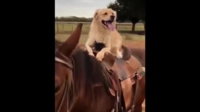 Dog Rides Her Mini Horse Everywhere | The Dodo Odd Couples