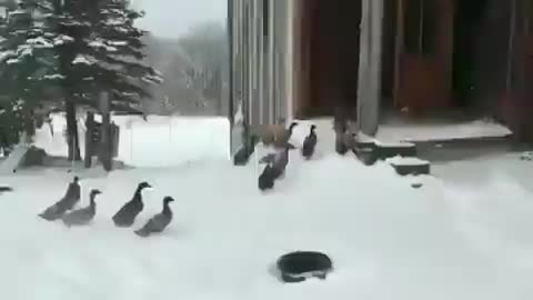 Enjoy this video of ducks changing their minds