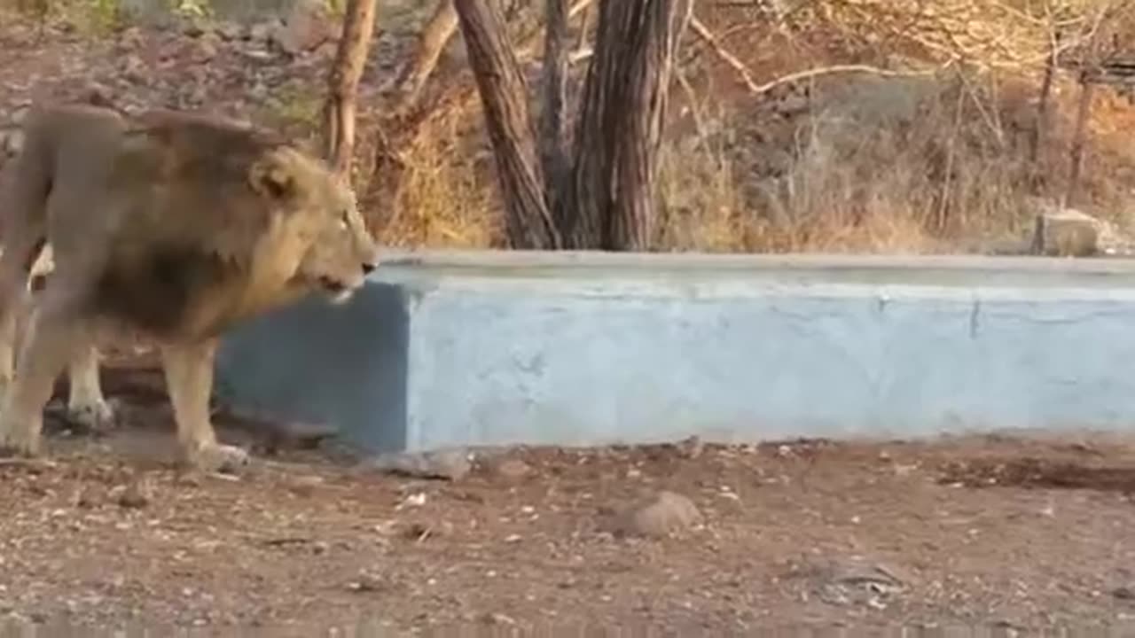 Witness the Untamed Beauty of Gir Forest's Asiatic Lions