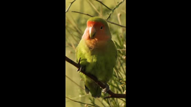 Cats Lion Dogs Etc All Beautiful Animals High HD video