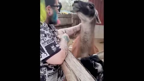 Try Not To Laugh Dogs And Cats Funniest Animals Video 2023