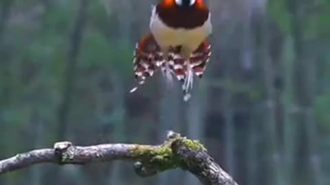 Syrmaticus ellioti nature bird