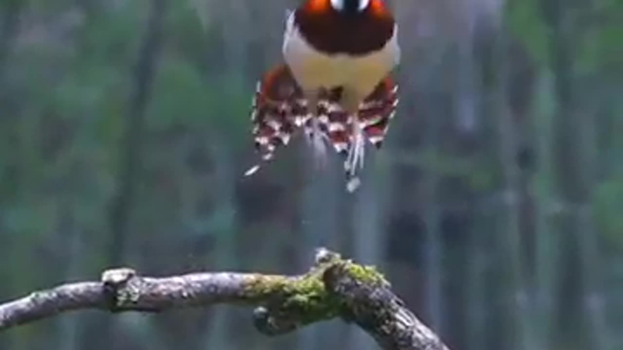 Syrmaticus ellioti nature bird