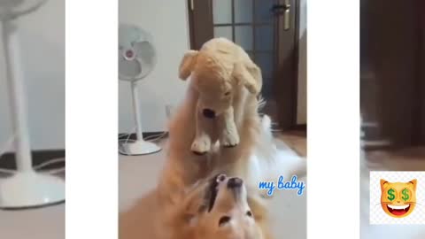 Happy dog 🐕 funny 🐶 cute dog. Funny 🤣 animal's videos