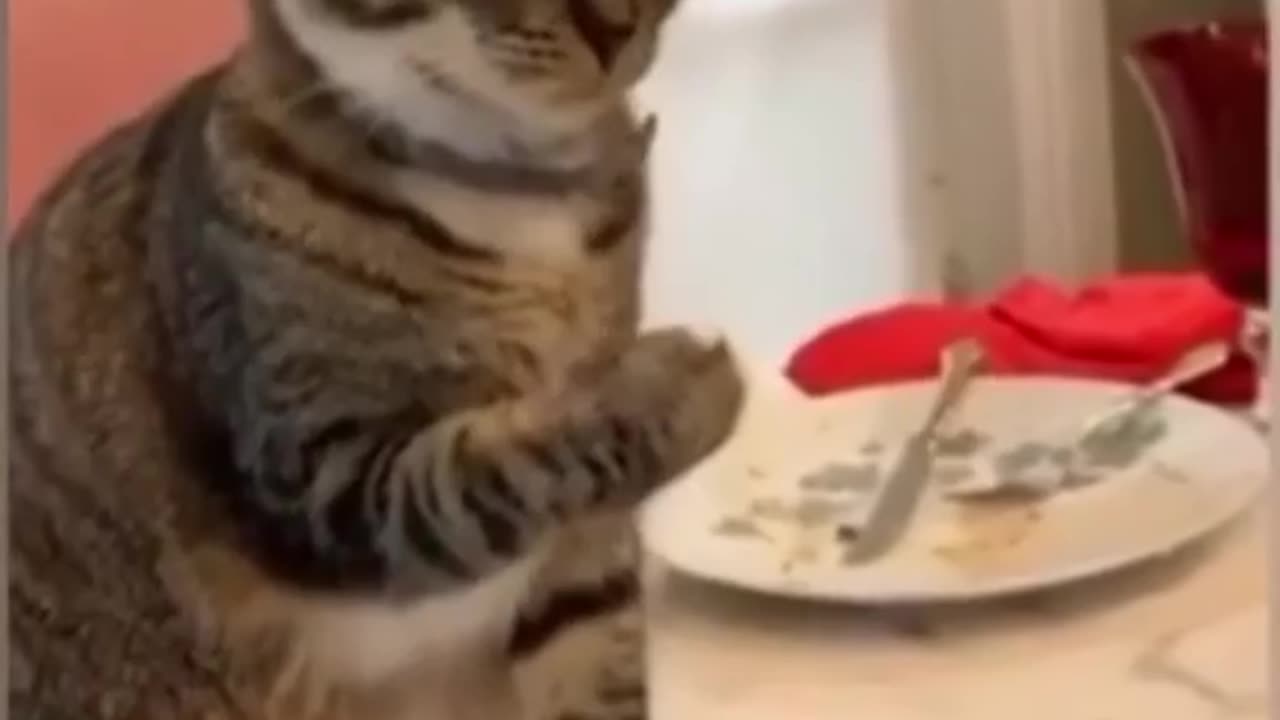 funny animals compilation