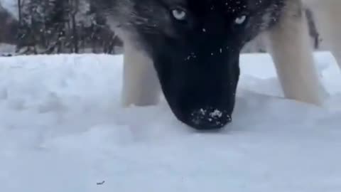 Amazing Transformation Husky