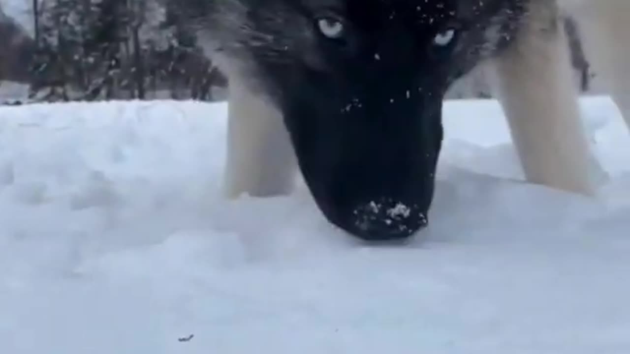 Amazing Transformation Husky