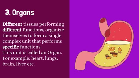 What Are The Levels Of Organization In The Body - Organization Of The Human Body | Novice Medic