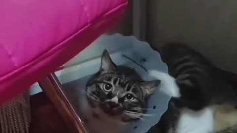 Funny animals compilation