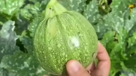 🌿 "Zucchini Harvest ASMR: Savoring the Sounds of Nature"