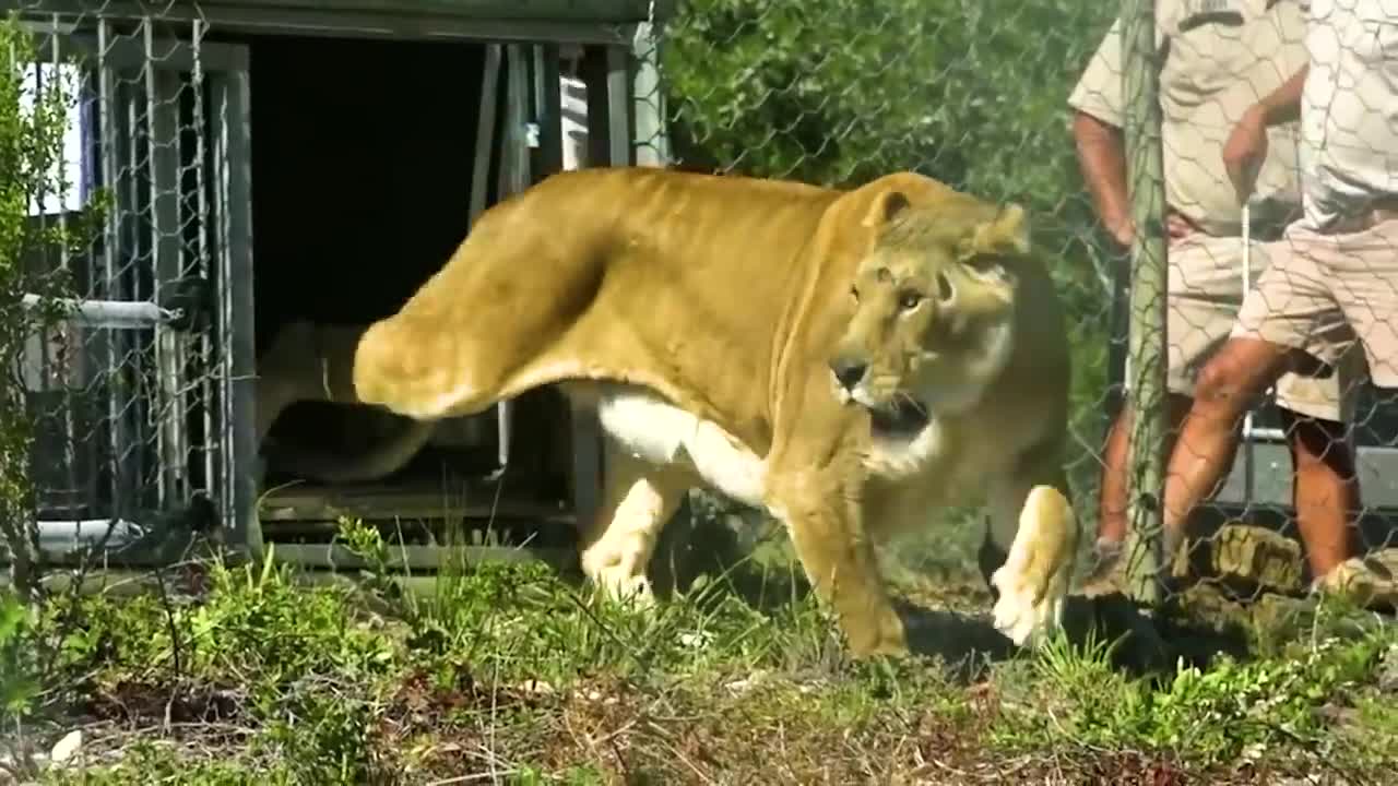 Animals Being Freed For The First Time !9