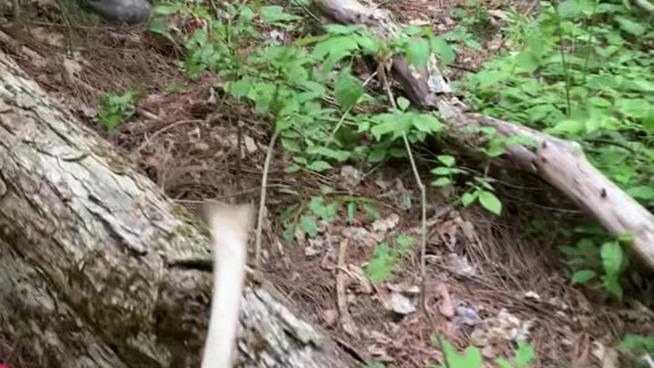 My 3 year old finds his first Morel Mushroom