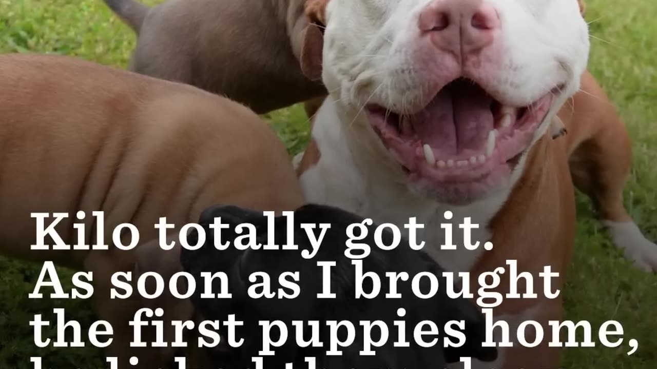 Woman And Shelter Dog Rescue Each Other | The Dodo