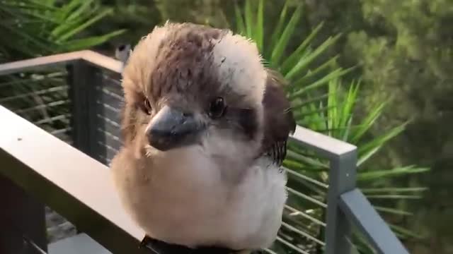 Adorable Baby Kookaburra Demonstrates its Signature Laugh ||