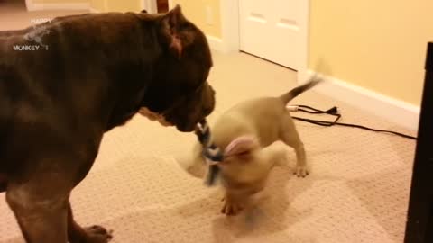 Funny American Bully Videos/ Some kind of Stress Reliever